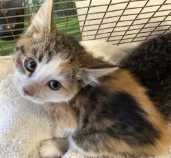 Shelter Stray Female Cat last seen Near E Carol Way, Midvale, UT, 84047, 511 W 3900 S, Salt Lake City, UT 84123, USA