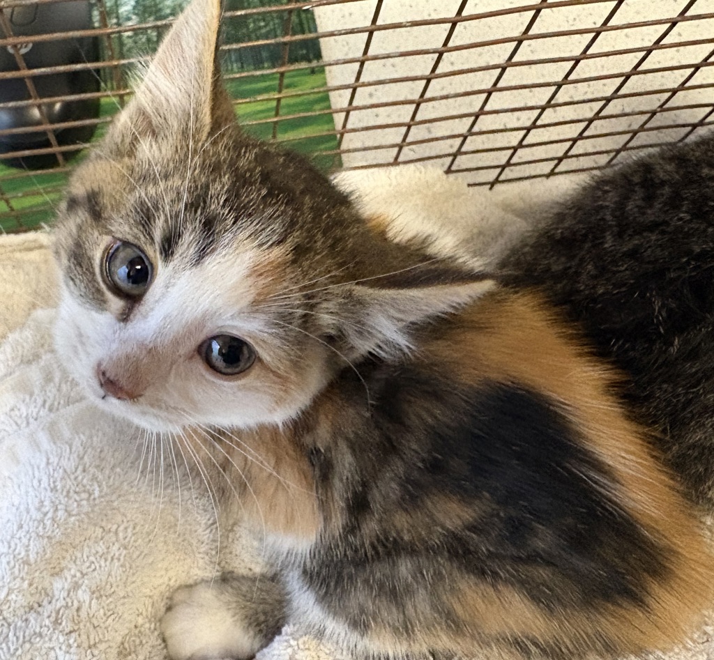 Shelter Stray Female Cat last seen Near E Carol Way, Midvale, UT, 84047, 511 W 3900 S, Salt Lake City, UT 84123, USA