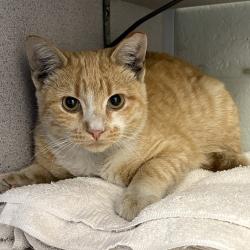 Shelter Stray Male Cat last seen Near S 4015 W, Kearns Township, UT, 84118, 511 W 3900 S, Salt Lake City, UT 84123, USA