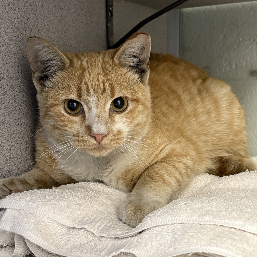 Shelter Stray Male Cat last seen Near S 4015 W, Kearns Township, UT, 84118, 511 W 3900 S, Salt Lake City, UT 84123, USA