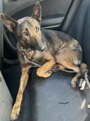 Found/Stray Male Dog last seen Hollister Ct, San Leandro, CA 94577