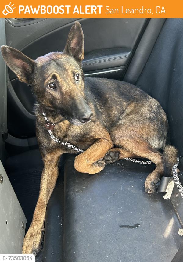 Found/Stray Male Dog last seen Hollister Ct, San Leandro, CA 94577