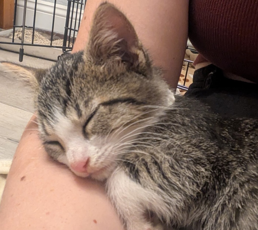 Shelter Stray Male Cat last seen Near Brisa Street, LIVERMORE, CA, 94550, 8323 Baldwin St, Oakland, CA 94621, USA