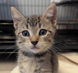 Shelter Stray Female Cat last seen Near Brisa Street, LIVERMORE, CA, 94550, 8323 Baldwin St, Oakland, CA 94621, USA