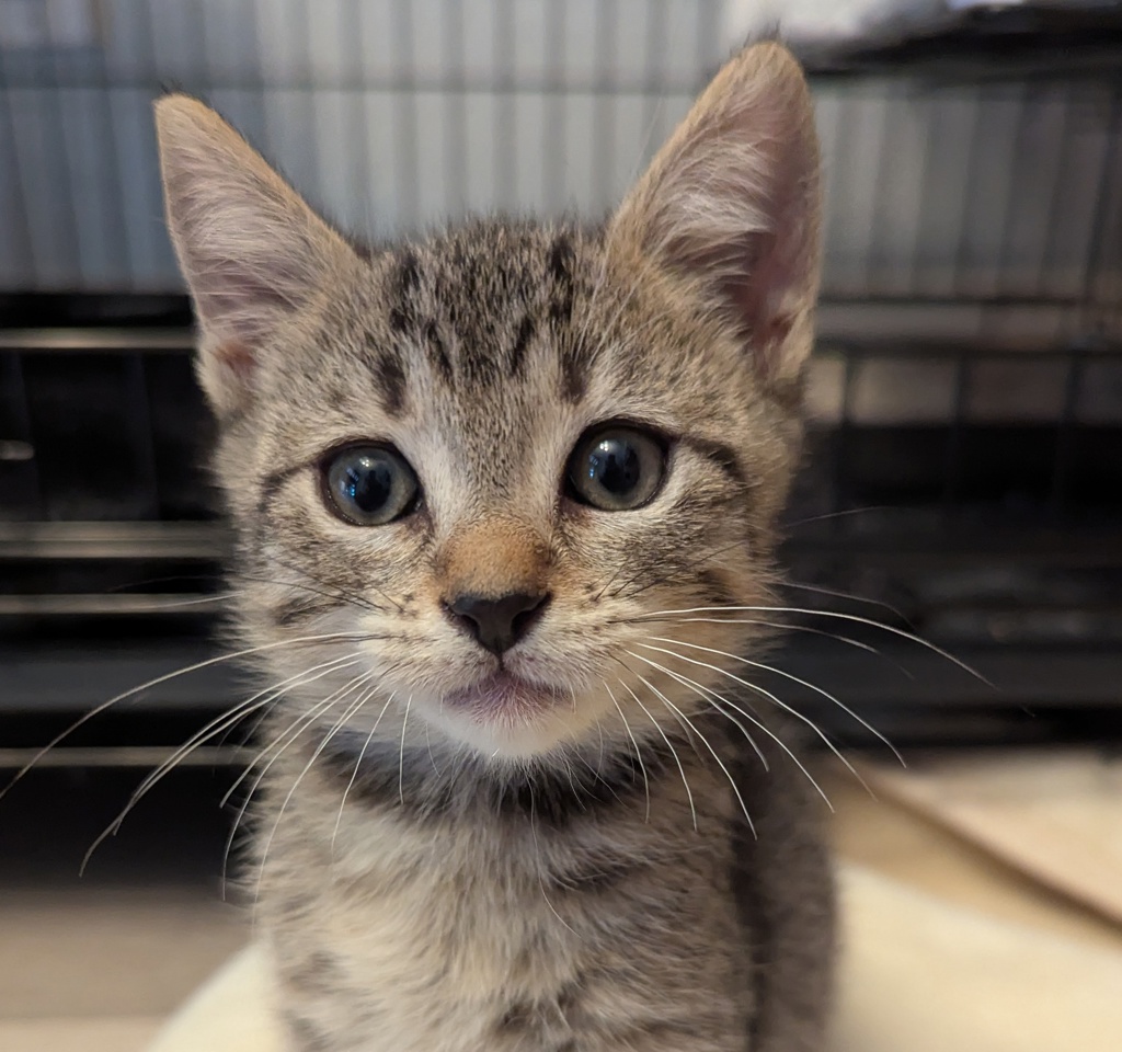 Shelter Stray Female Cat last seen Near Brisa Street, LIVERMORE, CA, 94550, 8323 Baldwin St, Oakland, CA 94621, USA