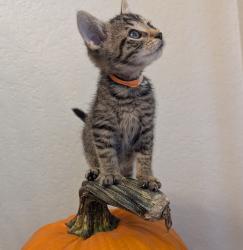Shelter Stray Female Cat last seen Near Brisa Street, LIVERMORE, CA, 94550, 8323 Baldwin St, Oakland, CA 94621, USA