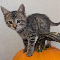 Shelter Stray Female Cat last seen Near Brisa Street, LIVERMORE, CA, 94550, 8323 Baldwin St, Oakland, CA 94621, USA