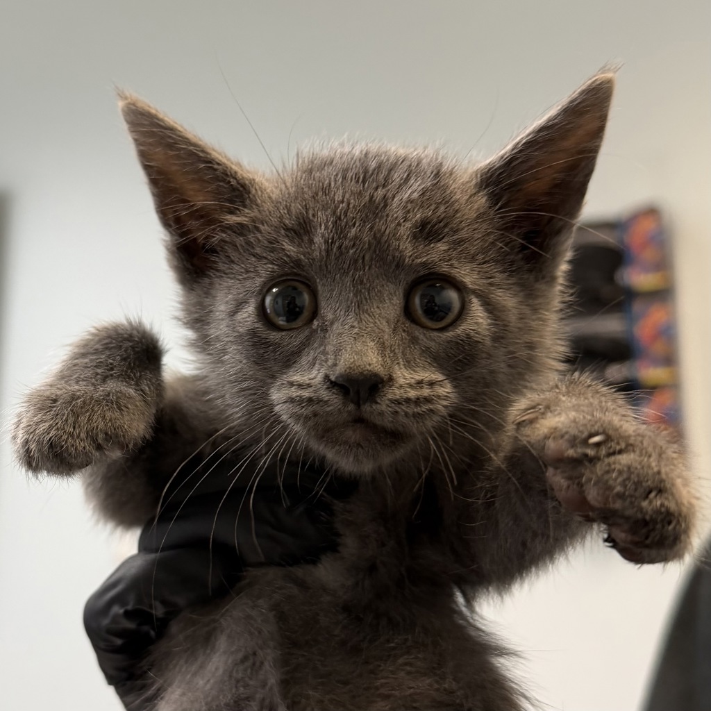 Shelter Stray Male Cat last seen Near National Avenue, San Diego, CA, 92113, 5500 Gaines St, San Diego, CA 92110, USA