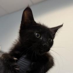 Shelter Stray Male Cat last seen Near National Avenue, San Diego, CA, 92113, 5500 Gaines St, San Diego, CA 92110, USA