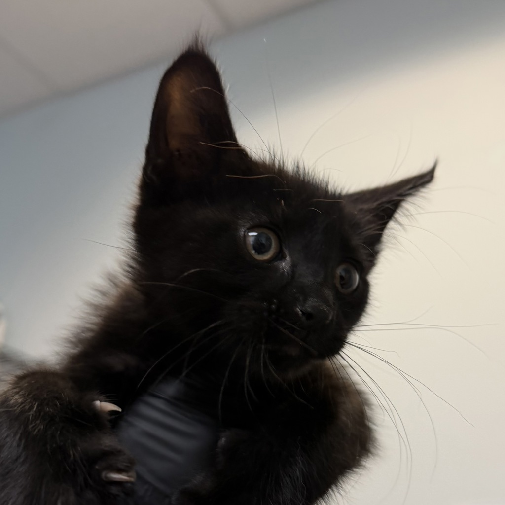 Shelter Stray Male Cat last seen Near National Avenue, San Diego, CA, 92113, 5500 Gaines St, San Diego, CA 92110, USA