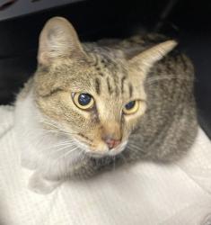 Shelter Stray Female Cat last seen El Ku Avenue, Escondido, CA, 92025, Escondido, CA 92027, USA