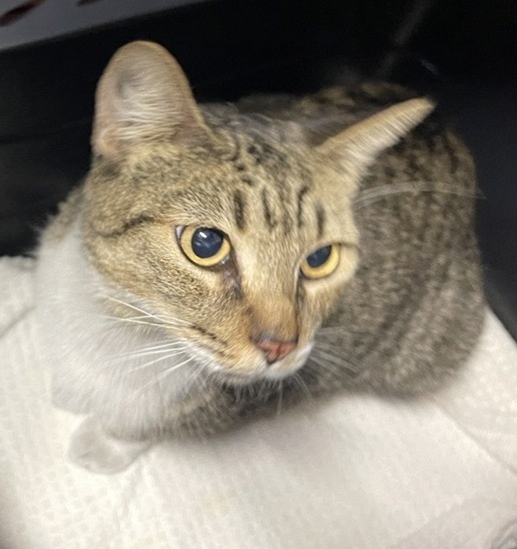 Shelter Stray Female Cat last seen El Ku Avenue, Escondido, CA, 92025, Escondido, CA 92027, USA
