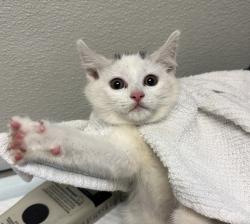 Shelter Stray Male Cat last seen Crandall Drive, San Diego, CA, 92111, 5500 Gaines St, San Diego, CA 92110, USA