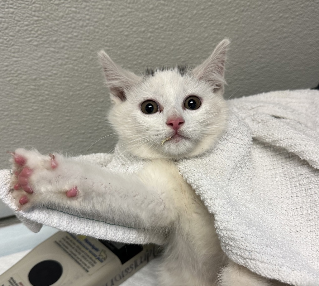 Shelter Stray Male Cat last seen Crandall Drive, San Diego, CA, 92111, 5500 Gaines St, San Diego, CA 92110, USA