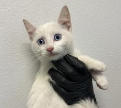 Shelter Stray Male Cat last seen Crandall Drive, San Diego, CA, 92111, 5500 Gaines St, San Diego, CA 92110, USA
