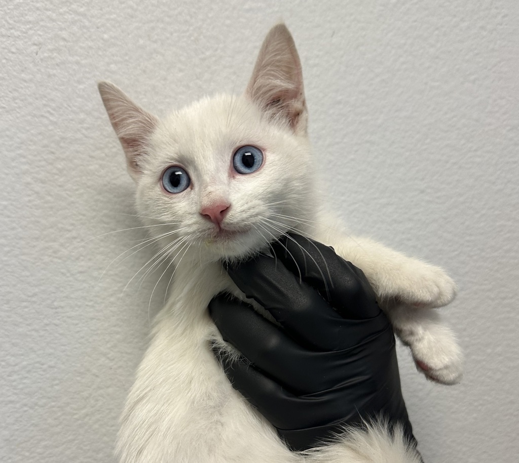 Shelter Stray Male Cat last seen Crandall Drive, San Diego, CA, 92111, 5500 Gaines St, San Diego, CA 92110, USA