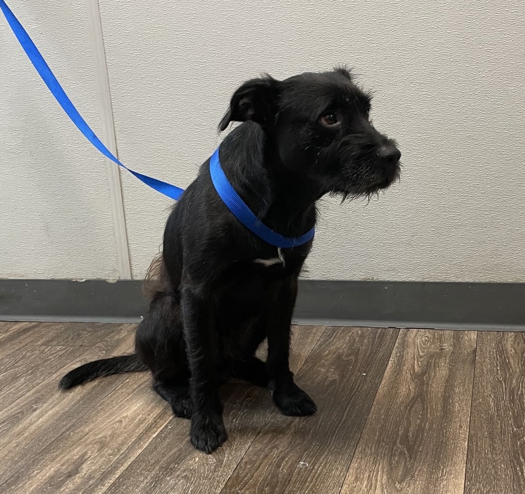 Shelter Stray Male Dog last seen Near 45th Street, San Diego, CA, 92105, 5500 Gaines St, San Diego, CA 92110, USA