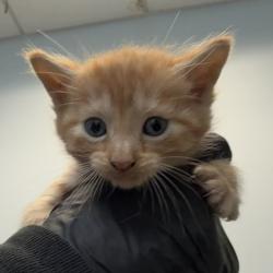 Shelter Stray Female Cat last seen Near La Posada Street, National City, CA, 91950, 5500 Gaines St, San Diego, CA 92110, USA