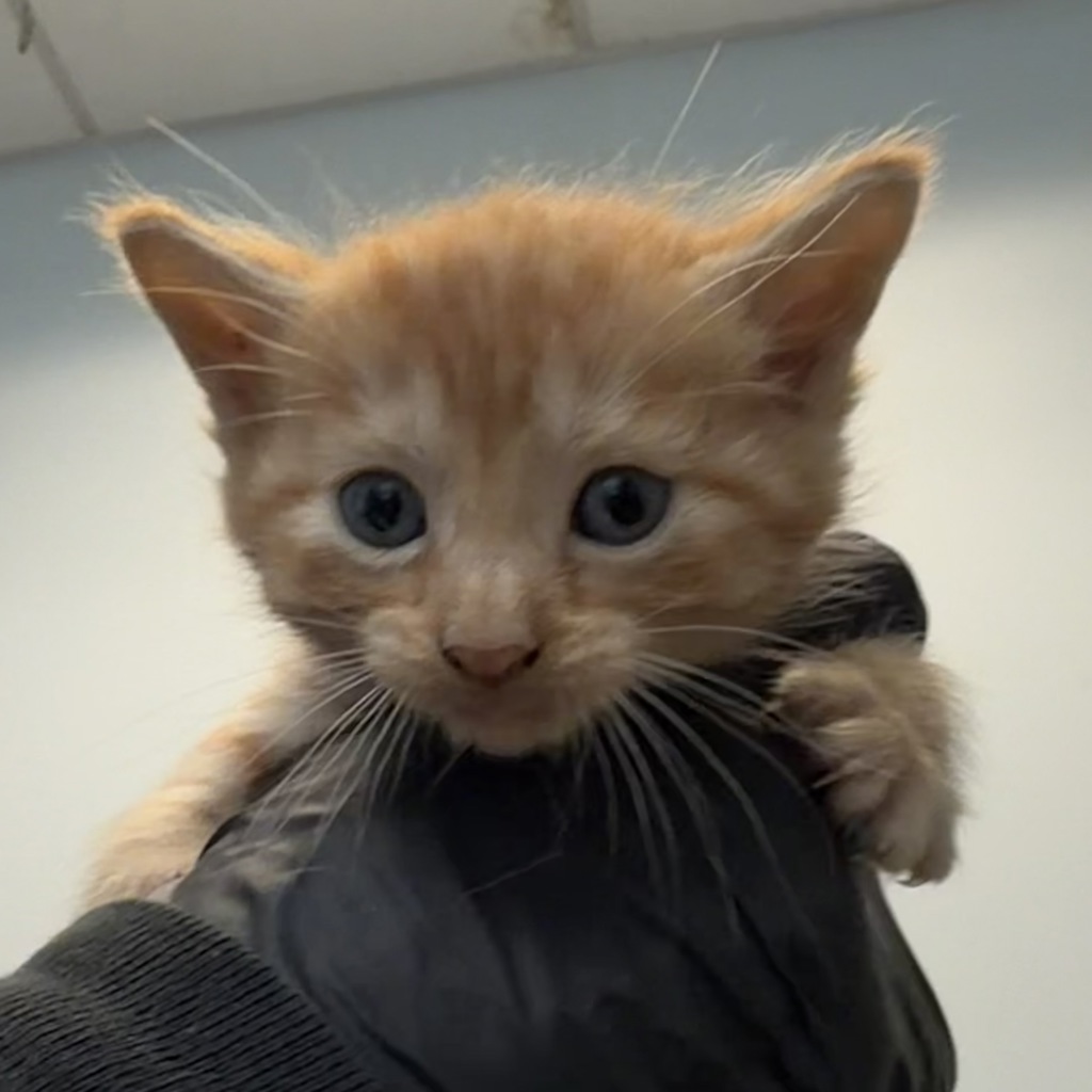 Shelter Stray Female Cat last seen Near La Posada Street, National City, CA, 91950, 5500 Gaines St, San Diego, CA 92110, USA