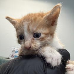 Shelter Stray Female Cat last seen Near La Posada Street, National City, CA, 91950, 5500 Gaines St, San Diego, CA 92110, USA