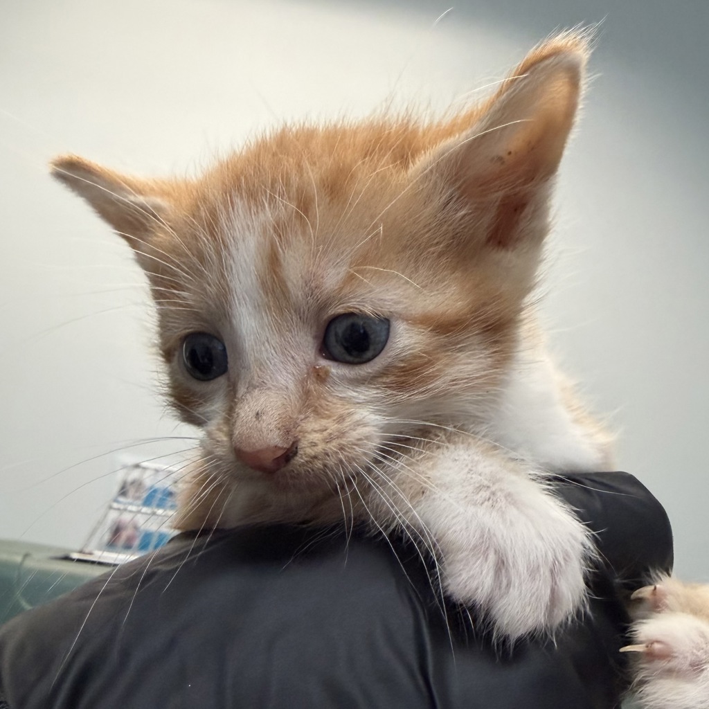 Shelter Stray Female Cat last seen Near La Posada Street, National City, CA, 91950, 5500 Gaines St, San Diego, CA 92110, USA