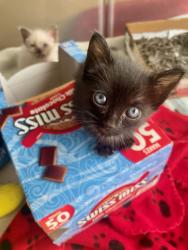 Shelter Stray Male Cat last seen Sunset Avenue, San Diego, CA, 92173, 5500 Gaines St, San Diego, CA 92110, USA