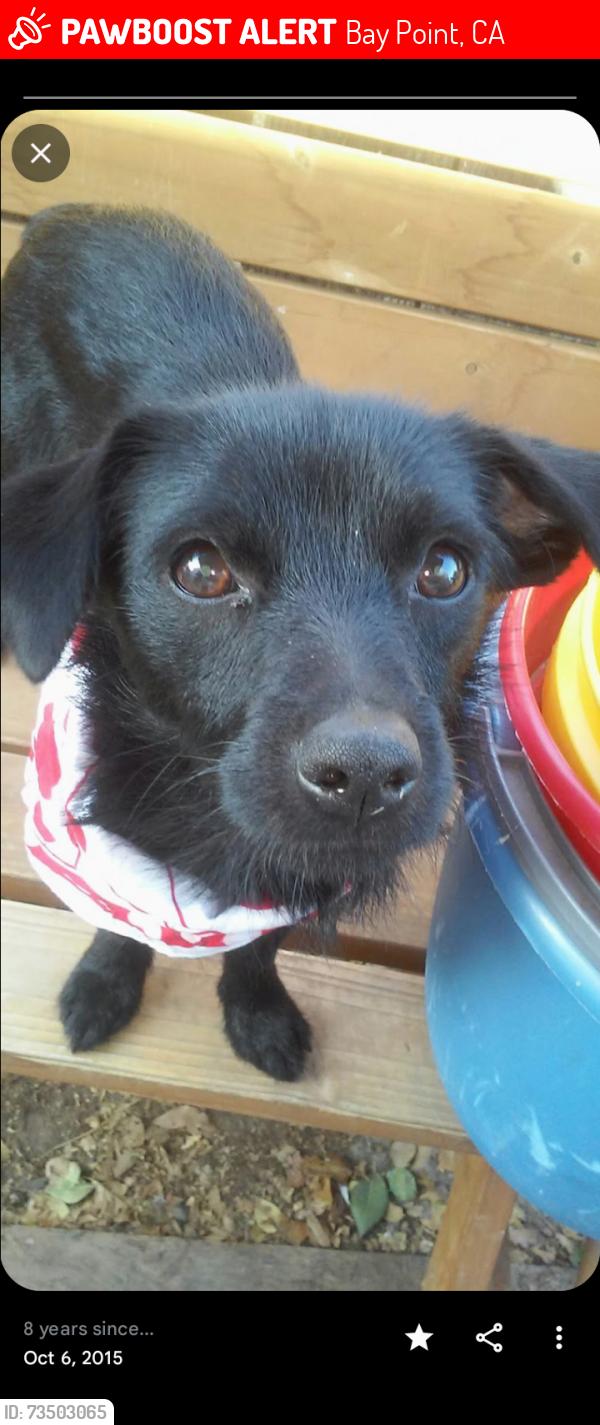 Lost Male Dog last seen Anchor Dr, Bay Point, CA 94565
