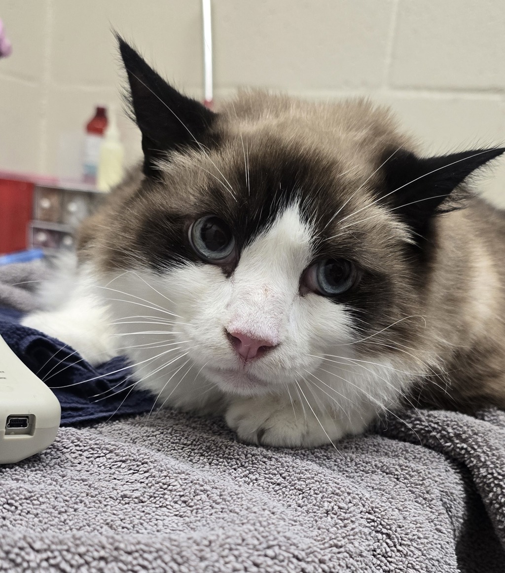 Shelter Stray Male Cat last seen Near Rockvill Street, Santee, CA, 92071, El Cajon, CA 92020, USA