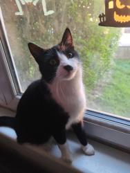 Reunited Male Cat last seen Cardonald, Glasgow City, Scotland 
