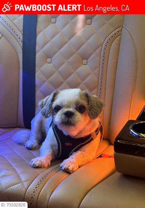 Lost Female Dog last seen Near mulholland drive 90046, Los Angeles, CA 90046