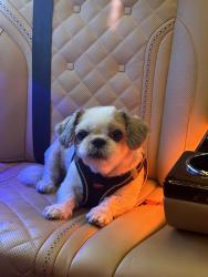 Lost Female Dog last seen Near mulholland drive 90046, Los Angeles, CA 90046