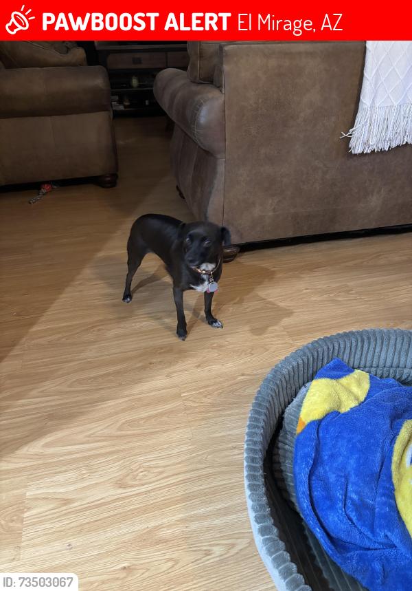 Lost Female Dog last seen 127th & Rosewood, El Mirage, AZ 85335