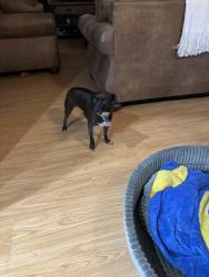 Lost Female Dog last seen 127th & Rosewood, El Mirage, AZ 85335