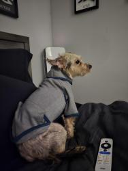 Reunited Male Dog last seen Apple Hill Medical Cenyer, York, PA 17403
