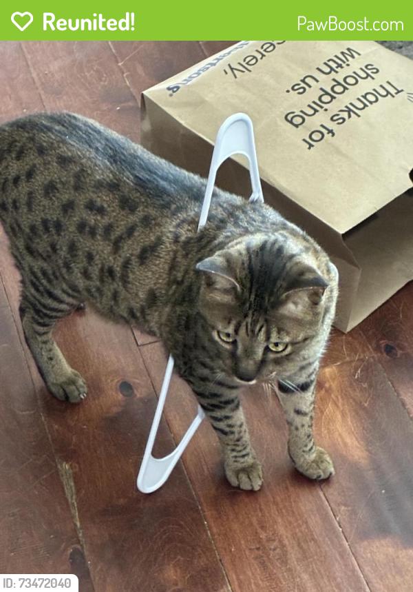 Reunited Male Cat last seen 5th and Bridge, Brighton, CO 80601