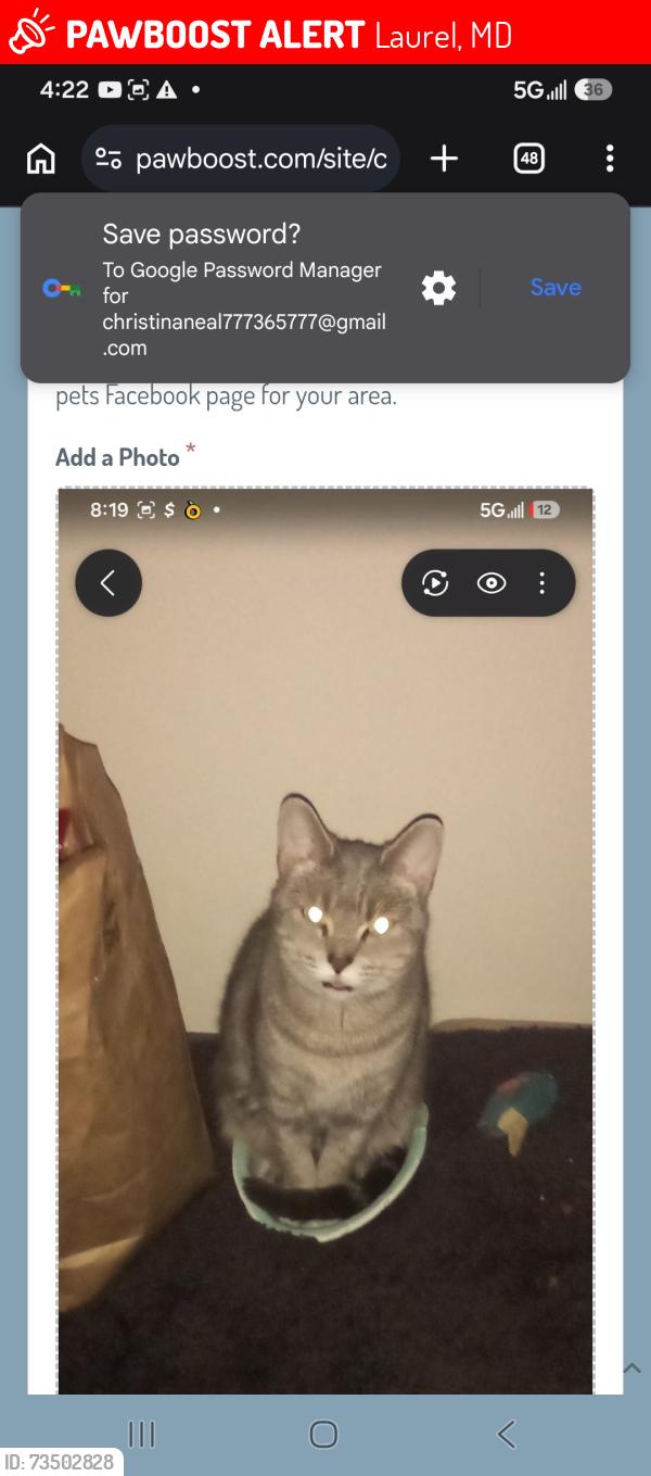 Lost Female Cat last seen Mid-Atlantic Restaurant/Charisma Food Bank, Laurel, MD 20707