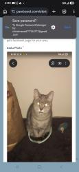 Lost Female Cat last seen Mid-Atlantic Restaurant/Charisma Food Bank, Laurel, MD 20707
