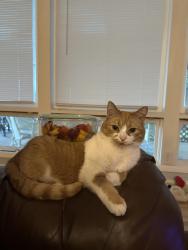 Lost Female Cat last seen Norburn Way, Lansing Mi, Lansing, MI 48911
