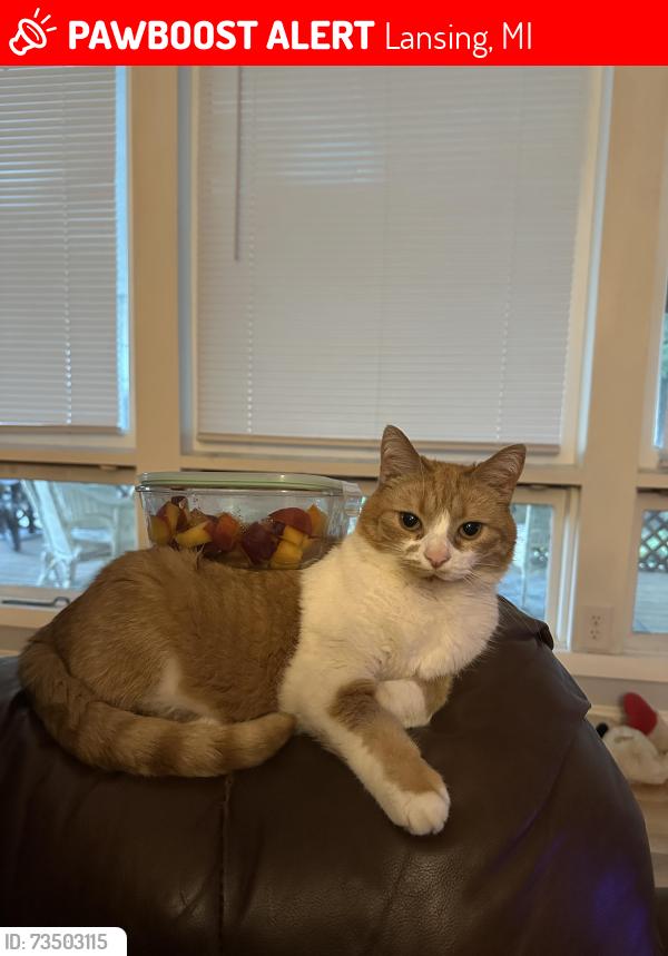 Lost Female Cat last seen Norburn Way, Lansing Mi, Lansing, MI 48911