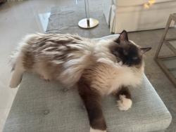 Lost Male Cat last seen Ponte Vedra Blvd one mile south of Mickler, Ponte Vedra Beach, FL 32082
