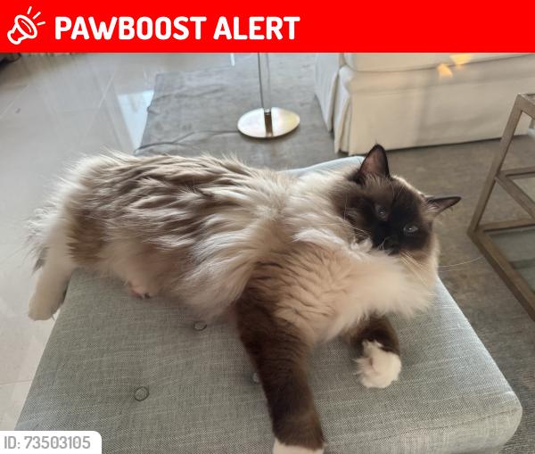 Lost Male Cat last seen Ponte Vedra Blvd one mile south of Mickler, Ponte Vedra Beach, FL 32082
