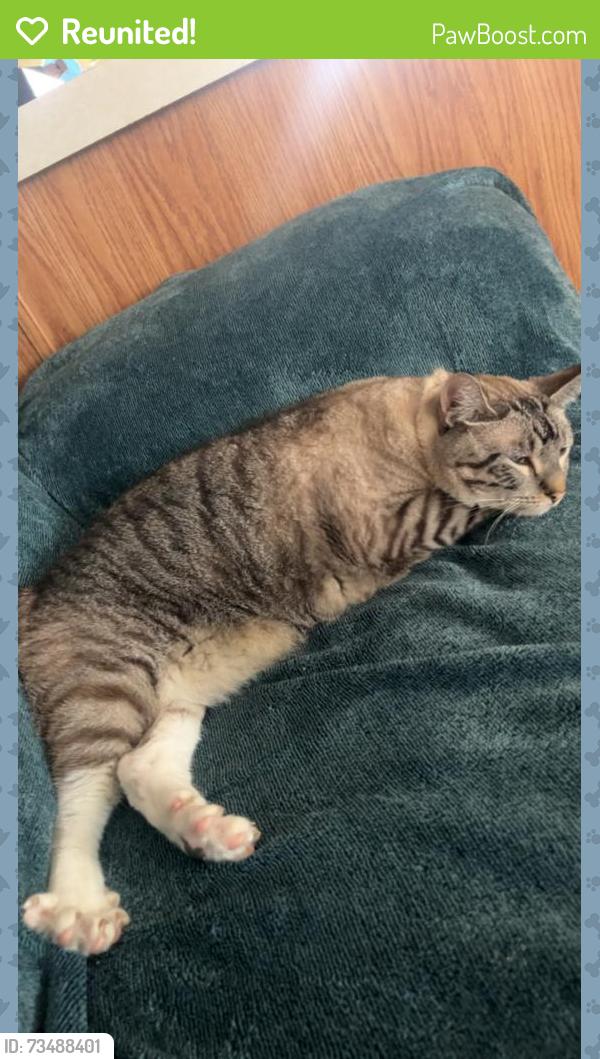 Reunited Male Cat last seen Off 65, between northern tool and Harley davidson, Blaine, MN 55434