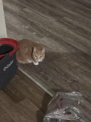 Reunited Female Cat last seen N 25th Ave Minneapolis Mn 55411, Minneapolis, MN 55411