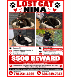 Lost Female Cat last seen Queens Ave, Vancouver, BC V5R 4T9
