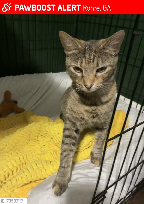 Lost Female Cat last seen Callier forest apmts, Rome, GA 30161