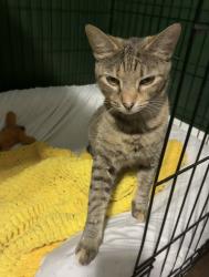 Lost Female Cat last seen Callier forest apmts, Rome, GA 30161