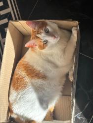Lost Male Cat last seen Hawthorne ave, Union, NJ 07083
