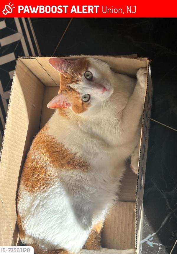 Lost Male Cat last seen Hawthorne ave, Union, NJ 07083