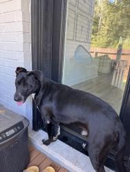 Found/Stray Male Dog last seen Intersection 1960 by Starbucks, Houston, TX 77338