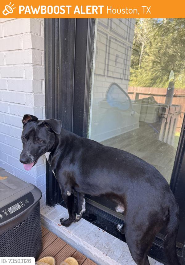 Found/Stray Male Dog last seen Intersection 1960 by Starbucks, Houston, TX 77338
